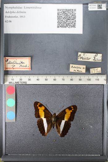 Media type: image;   Entomology 145411